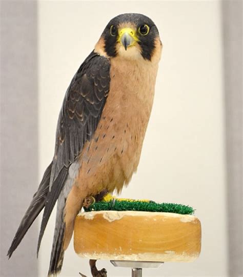 Fascinating Facts on the Falcon Family of Fowls