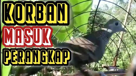 Seperti Ini Cara Menangkap Burung Perkutut Yg Benar YouTube