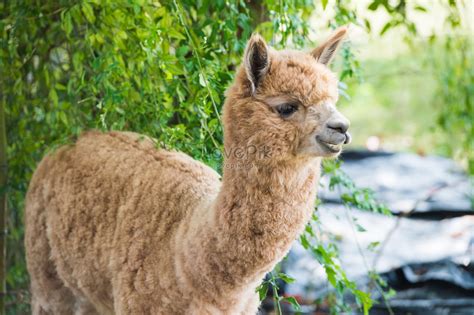 Alpaca Hd