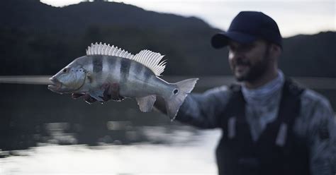 Onde Pescar Tucunar O Embaixador Da Pesca Esportiva