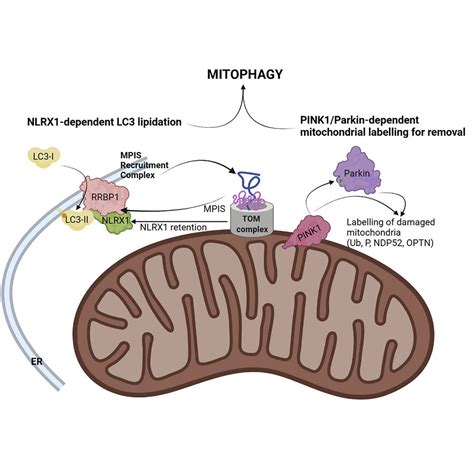 Mitochondrial Turnover Researchers Discover What Causes Cell