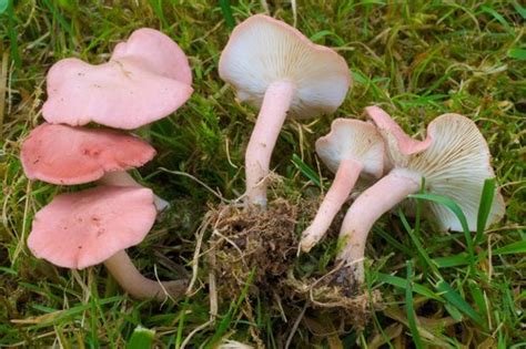 Pink Domecap Simon And Shusters Guide To Mushrooms · Inaturalist