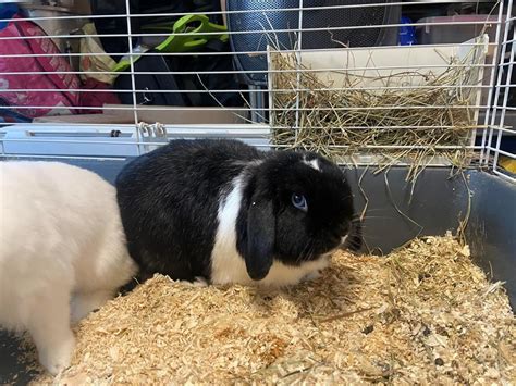 Adoption De Guizmo Ind Finie Lapin Nain B Lier R Gion Grand Est