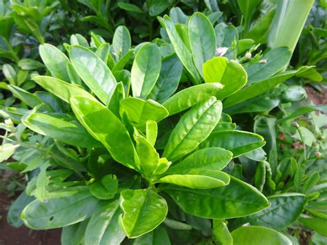 Herbs From Distant Lands Talinum Triangulare Philippine Spinach