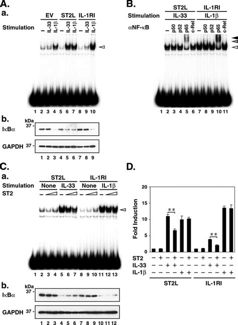 Suppression Of Il 33 Induced Nf B Activation By Soluble St2 A