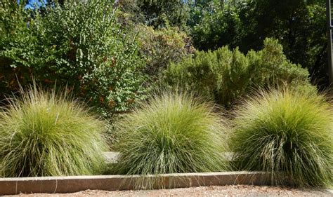 How To Grow Grass In California Storables