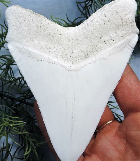 Megalodon Shark Tooth Replica Large 5 Inches Long White Resin Model – rocksolidfossils