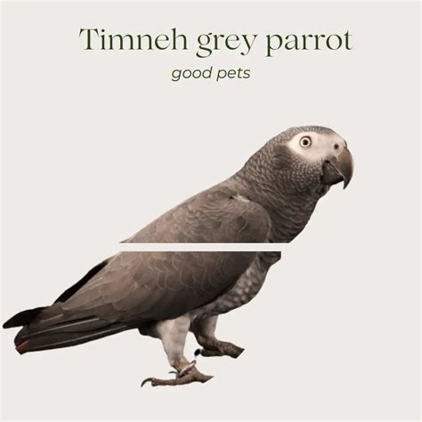 Timneh grey parrot - Description Habitat Breeding Diet