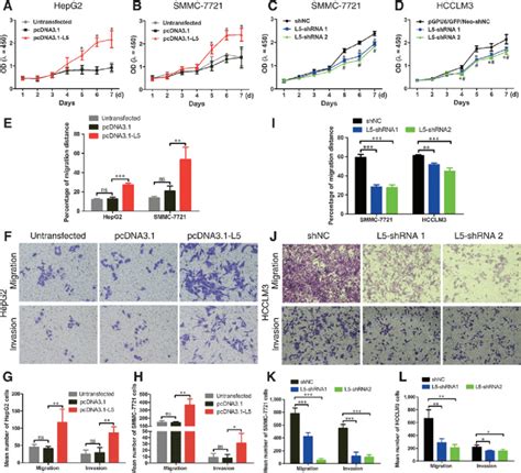 Hccl5 Enhances Cell Viability Migration And Invasion Of Hcc Cells A