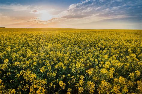 Canola Field During Spring Bloom Season With Setting Sun In The Evening