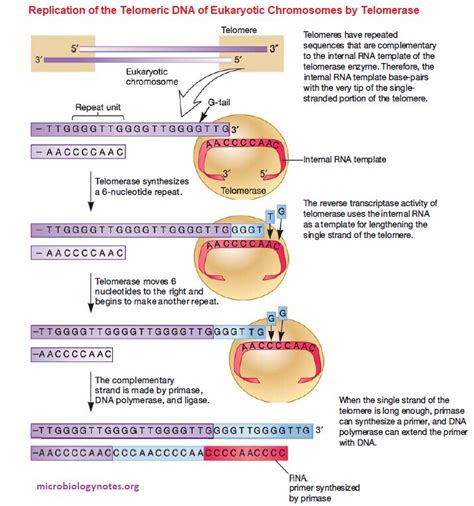 รายการ 93 ภาพพนหลง กระบวนการ Dna Replication สวยมาก