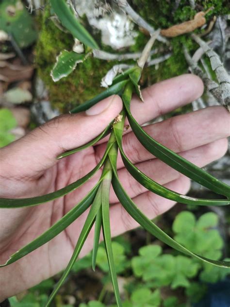 Epidendrum anisatum from Ixcateopan de Cuauhtémoc Gro México on