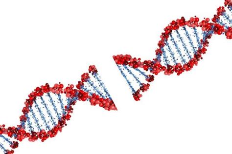 脑细胞快速打开DNA以产生记忆DNA双链断裂的程度是令人惊讶和担忧的 疾病百科 全球健康网