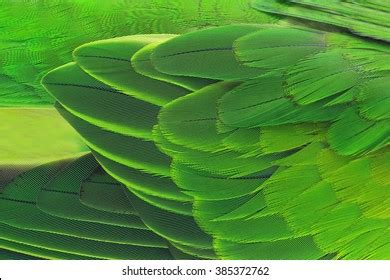 Beautiful Parrot Feathers Stock Photo 385372762 | Shutterstock