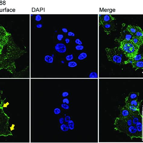 Ndrg Knockdown Promotes Clustering Of Integrin At The Leading Edge