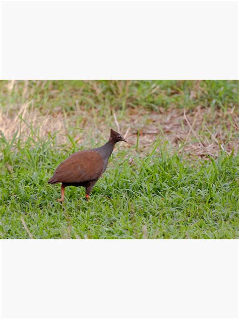 "Bush Chook" Poster by Hedoff | Redbubble