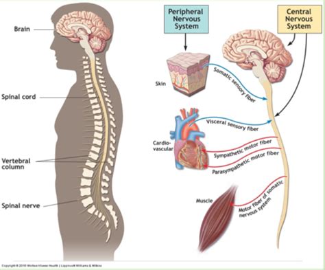 Neurom Phys Unit Flashcards Quizlet