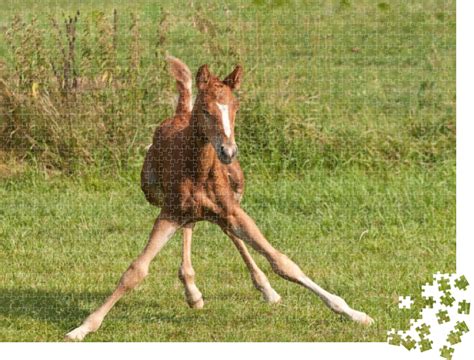 Lustige Pferde Bilder Lachende Pferde Lustige Bilder Spruche Witze