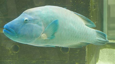 Humphead Wrasse - ZooChat