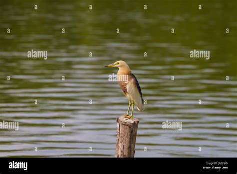 Chinese Pond Heron In The Nature Thailand Stock Photo Alamy