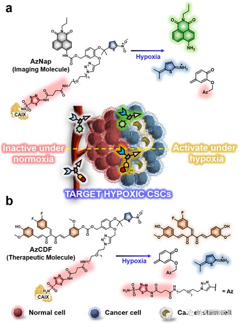 Jacs：小分子策略用于在乏氧微环境中靶向肿瘤干细胞和预防肿瘤发生 腾讯云开发者社区 腾讯云