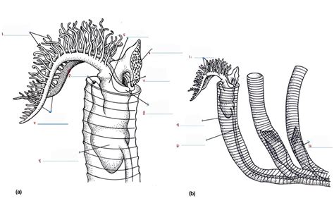 Hemichordata Peteriobranchia Diagram Quizlet