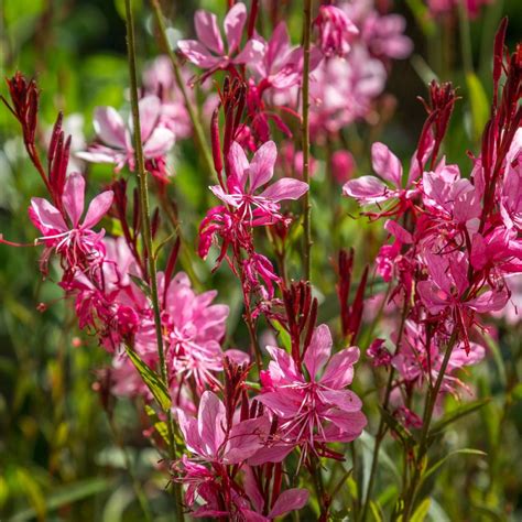 Gaura Lindheimeri Rose P Max Garden Z Hradn Centrum Pre Va U