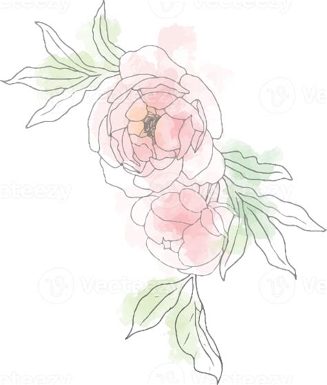 Loose Watercolor Doodle Line Art Peony Flower Bouquet Elements 9594212 PNG