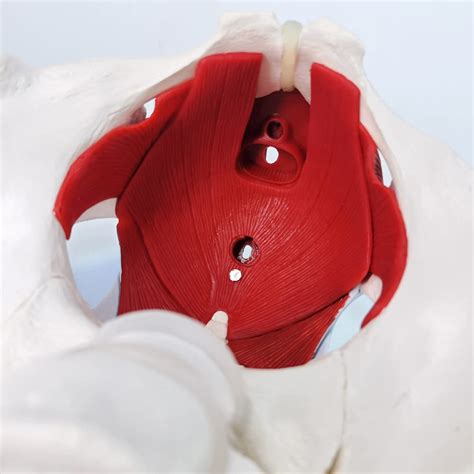 EVOTECH SCIENTIFIC Female Pelvis And Perineum Model With Removable