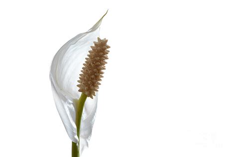 White Peace Lily. Photograph by Jan Brons | Pixels