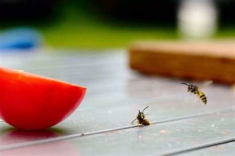 Natural Wasp Spray We Got Rid Of Our Wasps No Raid Required Wasp