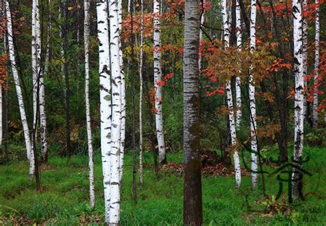 25 White Japanese birch Tree Seeds - Seeds & Bulbs