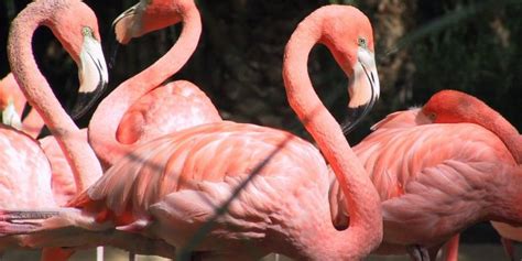 Alimenta O Do Flamingo O Que Eles Comem Mundo Ecologia