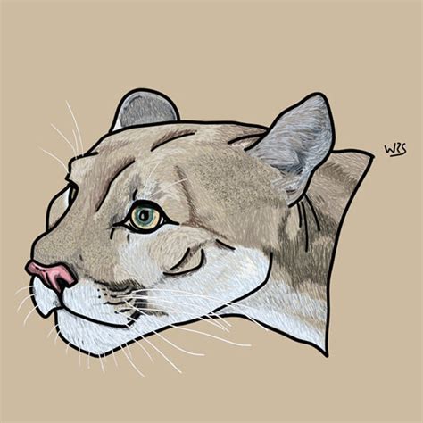 Verrat Sichtbar Schwimmend Como Dibujar A Un Puma Drehen Dummkopf Ein