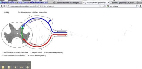 Arc Reflexe Youtube