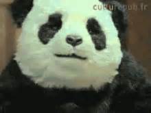 Angry Panda GIFs | Tenor