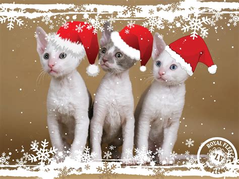 Christmas Kittens wallpaper | animals | Wallpaper Better