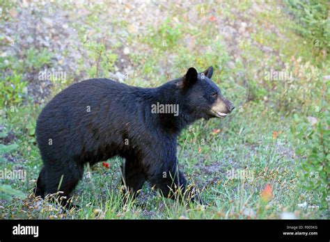 American Black Bear Ursus Americanus Bear Standing At A Slope