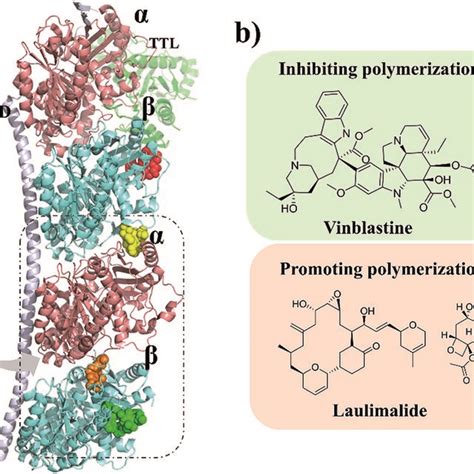 A Four Microtubule Binding Sites Colchicine Orange Laulimalide