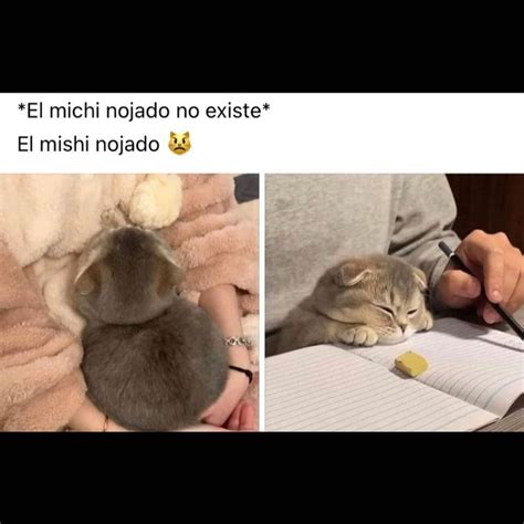 Gatitos Que Curan Tu Depresión On Instagram “😡” In 2022