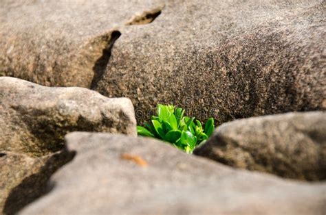 Small Tree Growing On Rock Cliff Stock Photo Image Of Mountain Coast