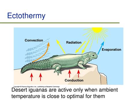 What Does Ectothermic Mean