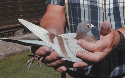 The History Of Pigeon Racing From Ancient Times To Modern Day