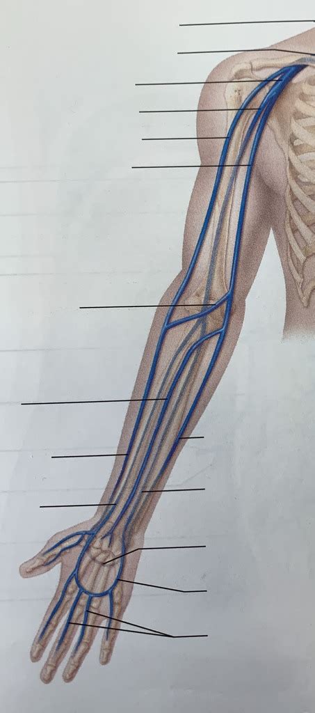 Arm Veins Diagram Quizlet