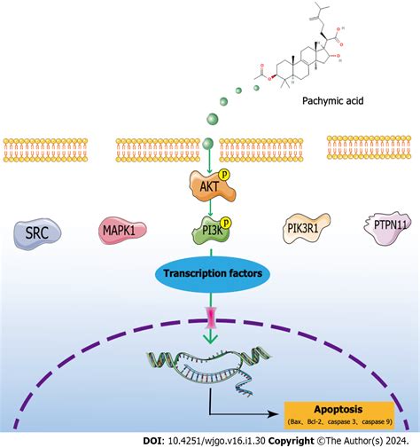 Mechanism Of Pachymic Acid In The Treatment Of Gastric Cancer Based On