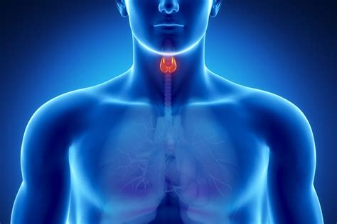 How To Optimize Thyroid Function Healthyfitnessguides