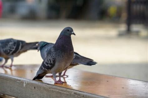 Ornithophobia Or Fear Of Birds Exploring Your Mind