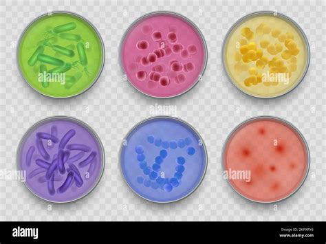 Gramo De Bacterias Varias Vistas Superiores De Microorganismos En