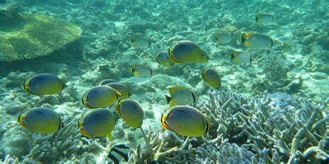 Mauritius' Wonderful Snorkeling Beaches • Travel Tips