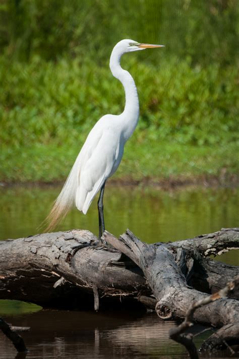 Great Egret Field Notes Update — Todd Henson Photography